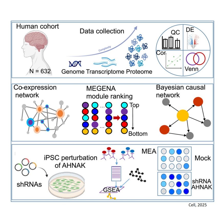 Multiscale proteomic modeling reveals protein networks driving Alzheimer’s disease pathogenesis