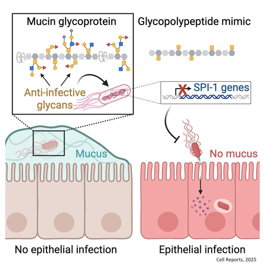 Mucus contains molecules that block Salmonella infection