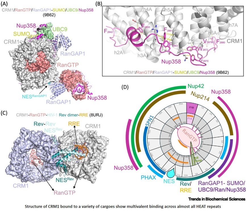 Diverse cargoes of a nuclear export receptor