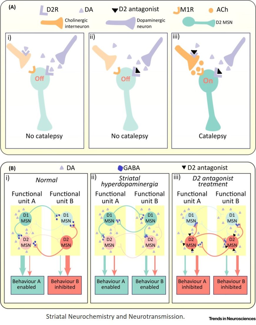 The striatal dopamine system in schizophrenia