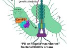 New mechanisms for bacterial motility and DNA transfer between bacteria decoded