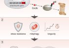 A ubiquitin precursor promotes stress resistance and longevity