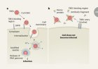 How a tick-borne virus enters human cells