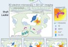 Astrocytes role in integrating multiple synapses