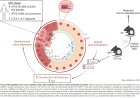 Fatty acids feed cancer-promoting bacteria