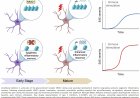 Linking early life epigenetic memory to adult brain inflammation