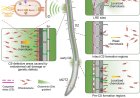 Role of glutamine in plant root microbial colonization