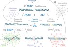 REPAIROME, a catalog of human DNA repair