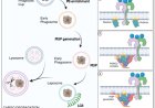 Lipids drive activation of the cellular degradation system LC3-associated phagocytosis