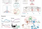Neural basis for energy expenditure in arcuate hypothalamus