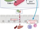 Yeast in gut microbiome can worsen salmonella infection