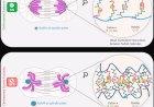 How a key enzyme shapes nucleus formation in cell division