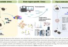 Stress disrupts glycosylation in the prefrontal cortex to trigger depression