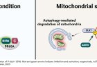 A master regulator of mitochondrial degradation and biogenesis identified!