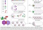 How pathogens build protein machinery for survival in the gut