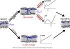 How antimicrobial peptides induce transient pores