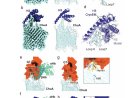 AI used to create proteins that kill E. coli