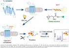 How unstructured protein segments regulate biological functions