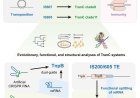 RNA splitting mechanism behind origin of Type V CRISPR systems