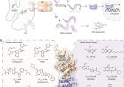 Disrupting stress management in cancer cells