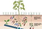 Hidden plant–microbe strategy that boosts crop growth under nutrient stress