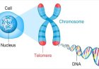 Telomere
