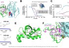 Covalent inhibitors impair tumor growth driven by RAS and HER2