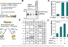 Simultaneous synthesis of all 21 types of tRNA in vitro