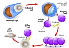 Cell Mediated Immunity