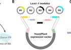 SALICYLIC ACID SENSOR1 to monitor hormone levels during pathogen infection