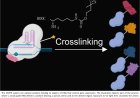 A chemical epigenetic tool to probe site-specific DNA-binding protein complexes