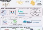 Disease-associated radial glia-like cells with epigenetically dysregulated interferon response in MS