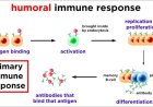 Humoral Immunity