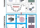 AIstain: Enhancing microglial phagocytosis analysis through deep learning