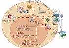Gene converts insulin-producing cells into blood-sugar boosters