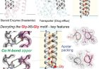 Unlocking new patterns of protein behavior in cell membranes