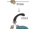‘Traffic controller’ protein protects DNA, and may kill cancer cells