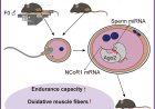 Sperm microRNAs regulate paternal transmission of exercise capacity