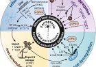 Triggering ferroptosis in neurodegenerative diseases