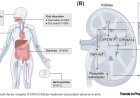 Next-generation isoform-selective fibroblast growth factor receptor inhibitors