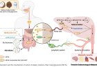 Dietary medium-chain triacylglycerols in metabolic regulation
