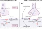 Induction of plasticity and metaplasticity using noninvasive brain stimulation