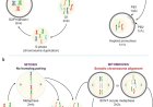 Induction of experimental cell division to generate cells with reduced chromosome ploidy