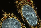 Regulating the inheritance of mitochondrial DNA mutations