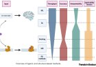 In silico prediction of endocrine activity