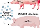 DNAJC14 gene-edited pigs are resistant to classical pestiviruses