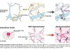 A dendritic nanotubes for intercellular communication in brain