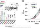 Amyloid precursor protein and C99 are subunits in human microglial Hv1 channels that enhance current and inflammatory mediator release