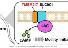 Formation of a complex between TMEM217 and the sodium-proton exchanger SLC9C1 is crucial for mouse sperm motility and male fertility