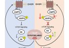 Glycation-lowering compounds inhibit ghrelin signaling to reduce food intake, lower insulin resistance, and extend lifespan